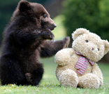 Our School Mascot - Bear Cubs